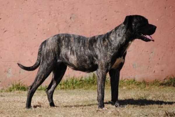 Kobco Ysterberg Mastiffs And Boerboels