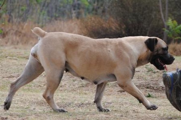 Kobco Ysterberg Mastiffs And Boerboels