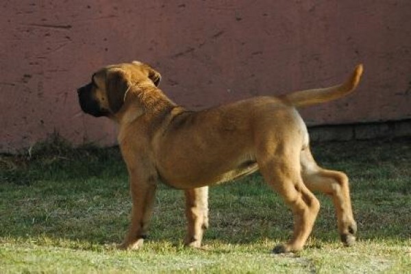 Kobco Ysterberg Mastiffs And Boerboels