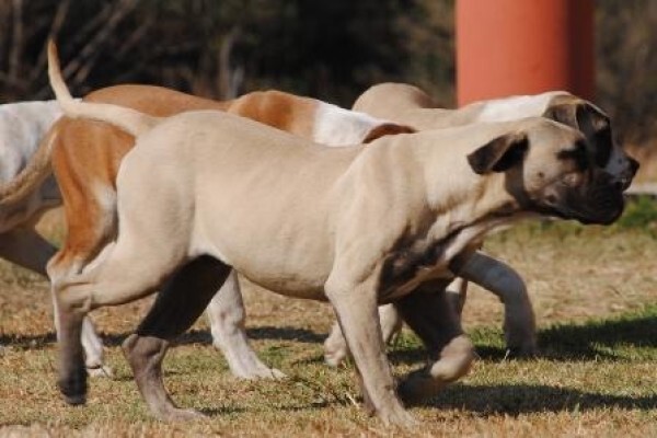 Kobco Ysterberg Mastiffs And Boerboels