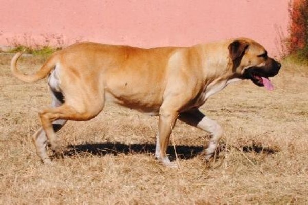 Kobco Ysterberg Mastiffs And Boerboels