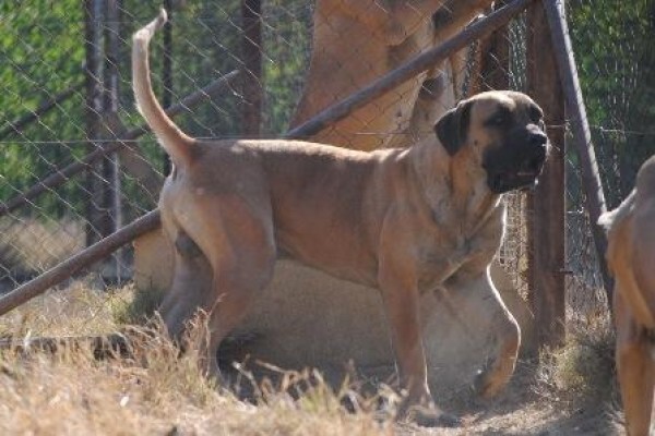 Kobco Ysterberg Mastiffs And Boerboels