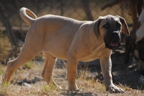 Kobco Ysterberg Mastiffs And Boerboels