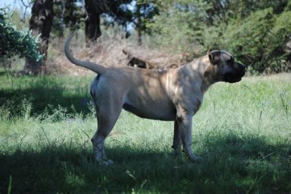 Kobco Ysterberg Mastiffs And Boerboels