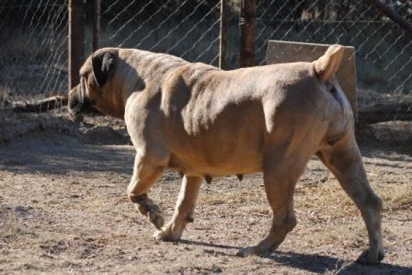 Kobco Ysterberg Mastiffs And Boerboels