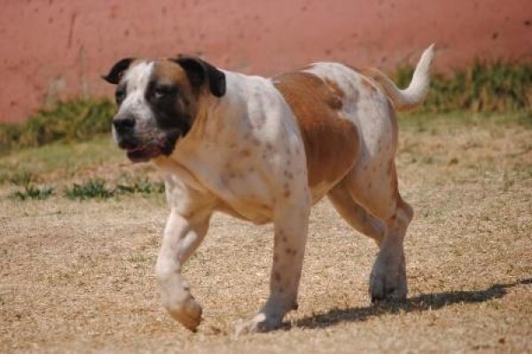 Kobco Ysterberg Mastiffs And Boerboels