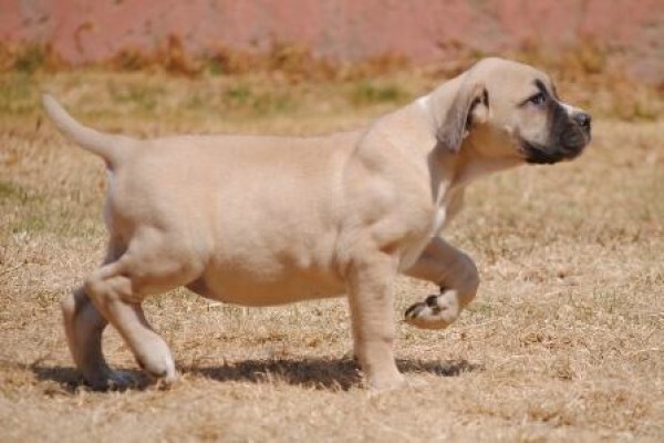 Kobco Ysterberg Mastiffs And Boerboels