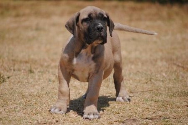 Kobco Ysterberg Mastiffs And Boerboels