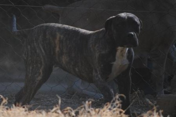 Kobco Ysterberg Mastiffs And Boerboels