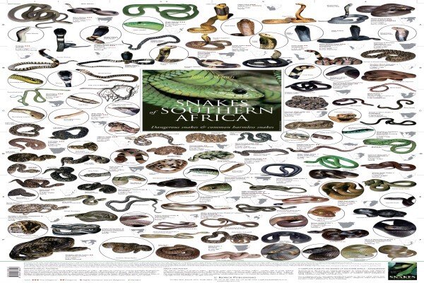 Korck Posters