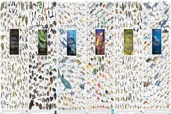 Korck Posters