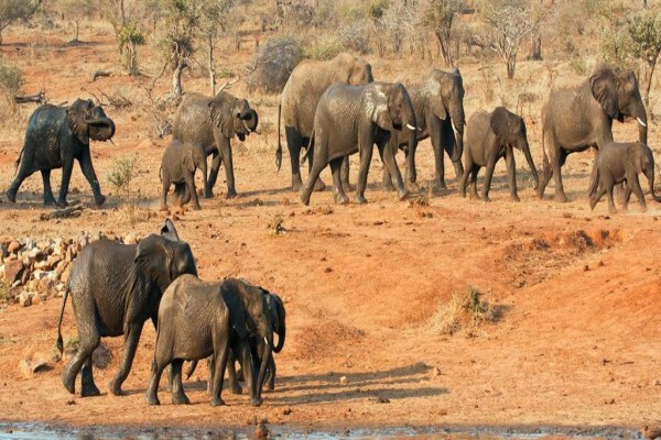 Kruger Park Tour