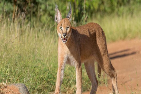 Kruger Park Tour