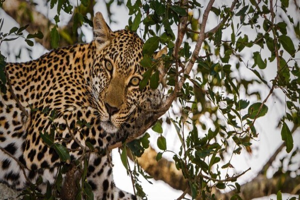 Kruger Park Tour