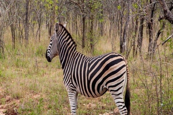 Kruger Park Tour
