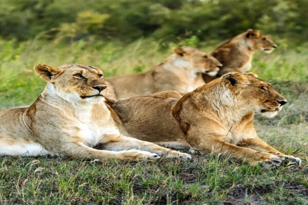 Jenman Safaris