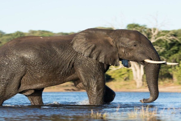 Jenman Safaris