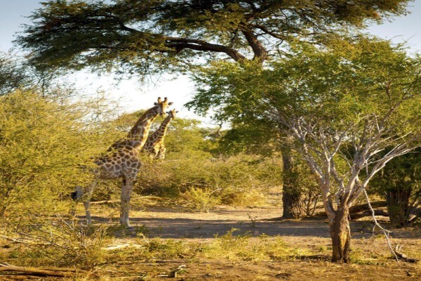 Jenman Safaris