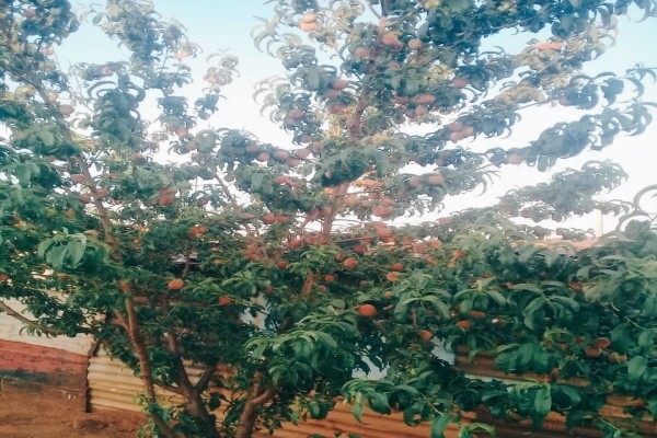 Johannes Tree Felling And Garden Service