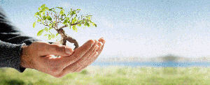 Miracle Investment