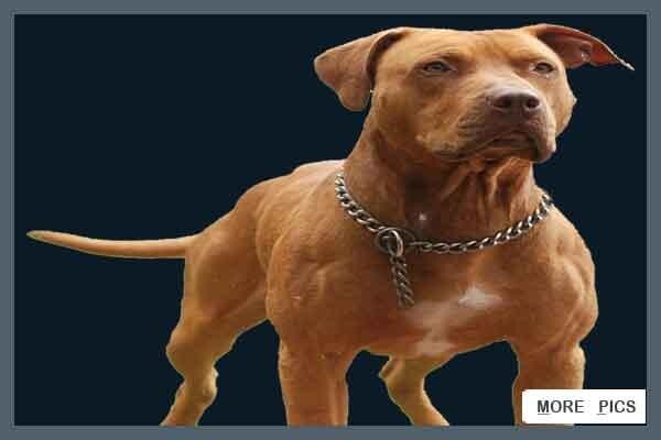 Law Kennels