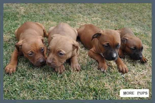Law Kennels
