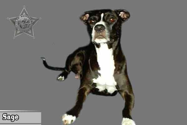 Law Kennels