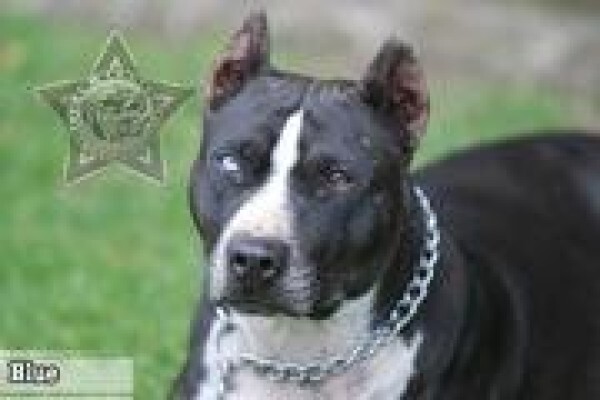 Law Kennels