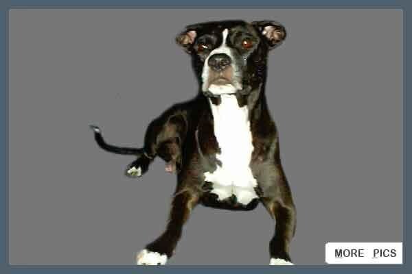 Law Kennels