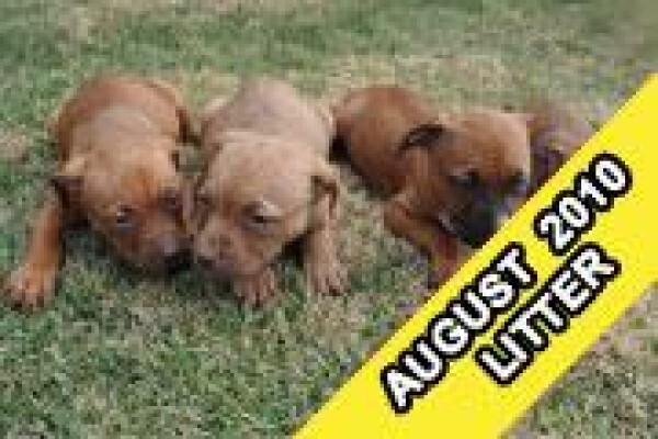 Law Kennels