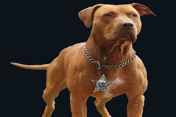 Law Kennels