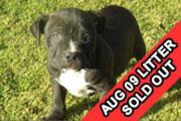 Law Kennels