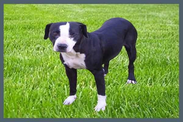 Law Kennels
