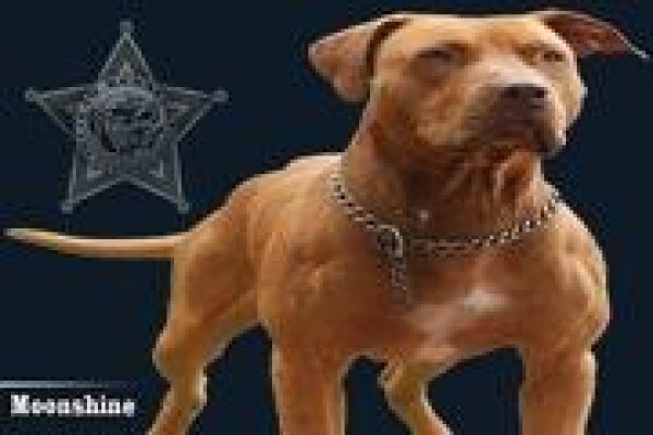 Law Kennels
