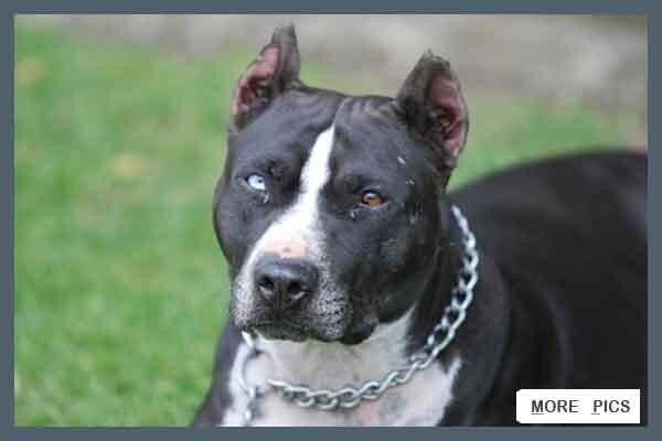 Law Kennels