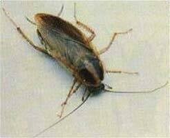 L & D Pest Control