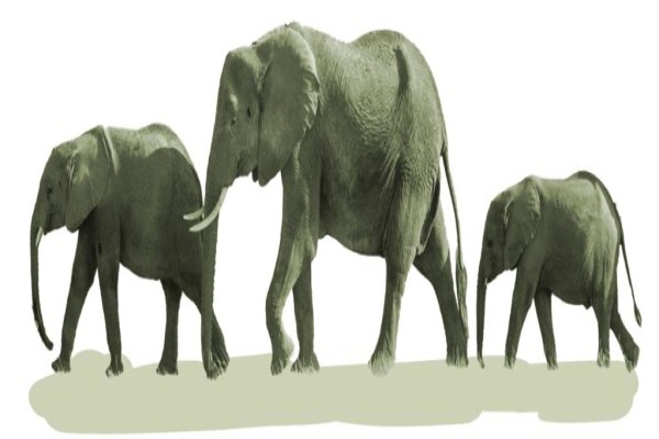 Learning To Lead