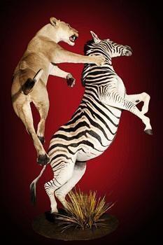 Legends Africa Taxidermy(Pty)Ltd