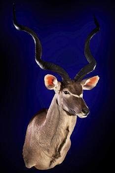 Legends Africa Taxidermy(Pty)Ltd
