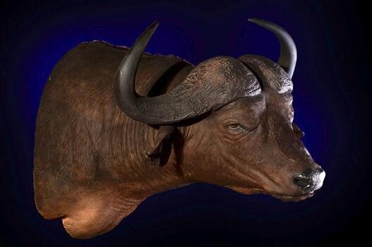 Legends Africa Taxidermy(Pty)Ltd
