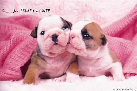 Pooch And Kitty Care Service