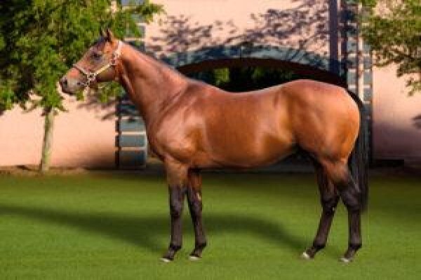 Cape Breeders