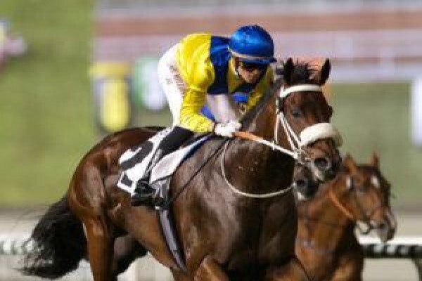Cape Breeders