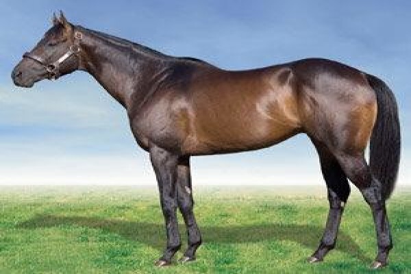 Cape Breeders