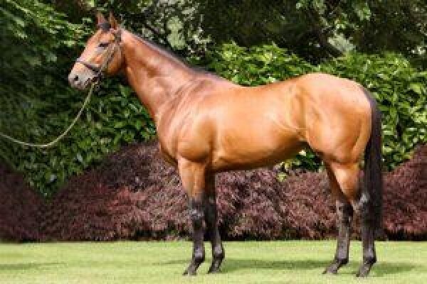 Cape Breeders