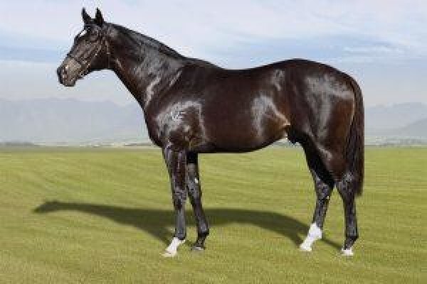 Cape Breeders