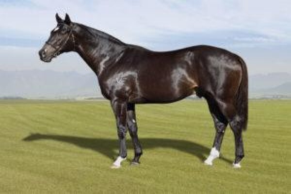 Cape Breeders