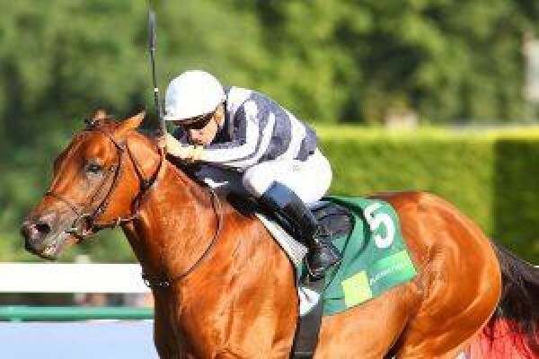 Cape Breeders