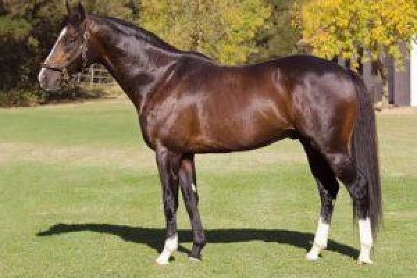 Cape Breeders