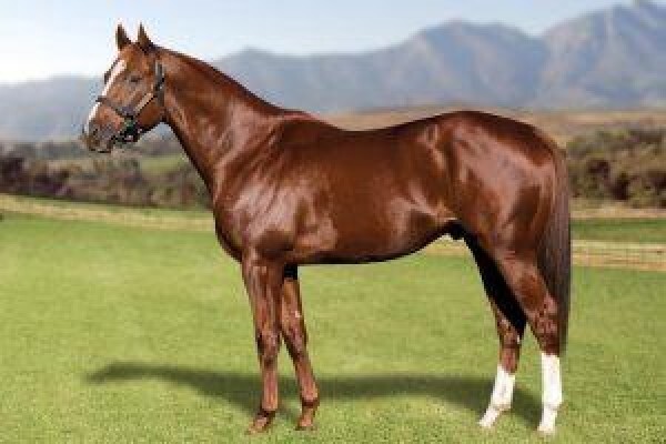 Cape Breeders